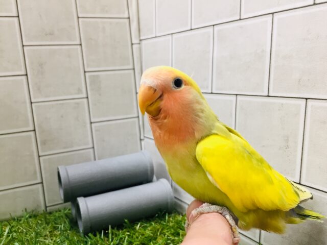コザクラインコ（小桜インコ）