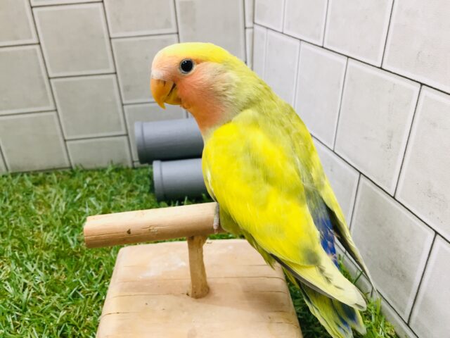 コザクラインコ（小桜インコ）