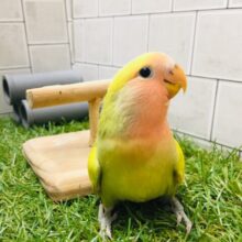 【★☆最新画像更新★☆】魅力たっぷり💗💗💗　コザクラインコ（ゴールデン系）