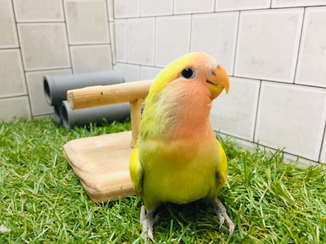 【★☆最新画像更新★☆】魅力たっぷり💗💗💗　コザクラインコ（ゴールデン系）