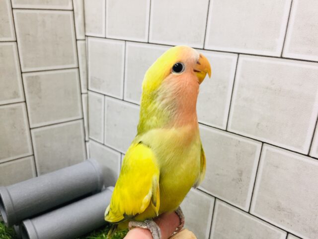 コザクラインコ（小桜インコ）