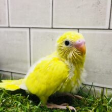 ヒヨコにそっくり⁉⁉　セキセイインコ（ダブルファクター）