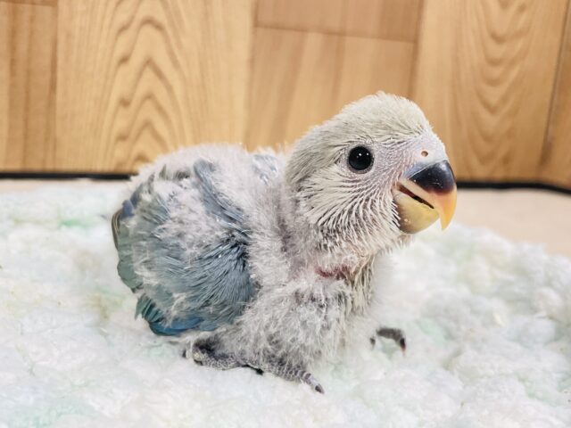 コザクラインコ（小桜インコ）