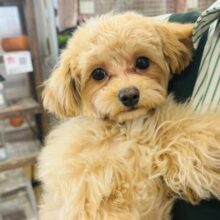 僕のお腹見せてあげるっ♡♡ミックス犬くん(トイプードル×マルチーズ)