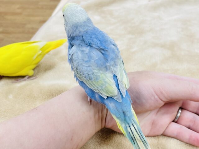 セキセイインコ