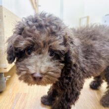 くるくるヘアー🐩🎀トイプードルの男の子