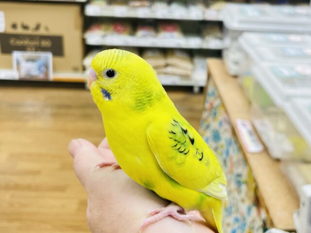 セキセイインコ