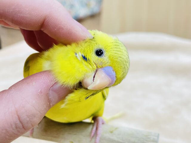 【最新画像更新🪄カゴデビューしました☆】綺麗に輝くよ⭐️⸝⸝꙳セキセイインコ（パイド）ヒナ