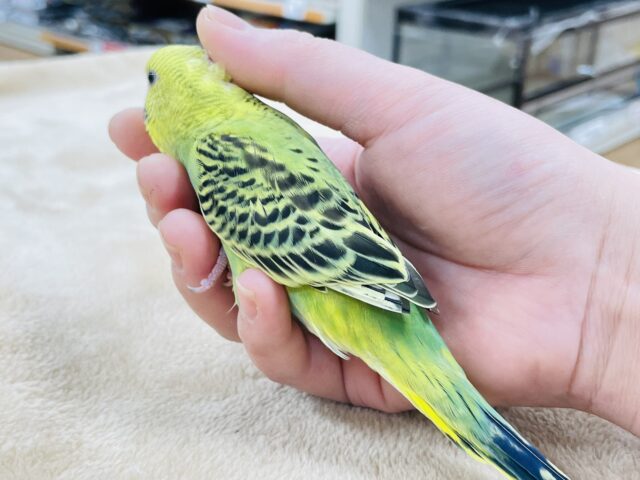 セキセイインコ