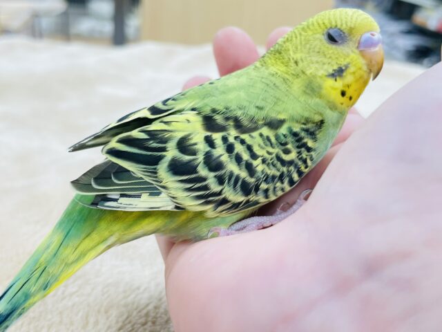 セキセイインコ