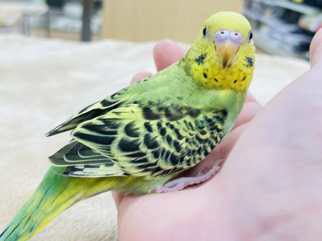 セキセイインコ