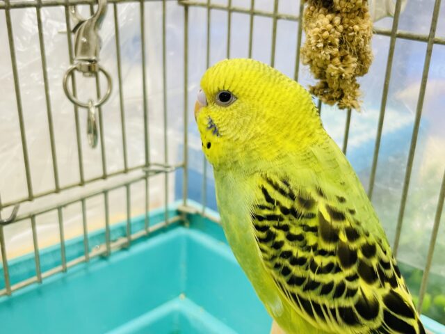 セキセイインコ