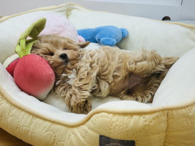 マルプー