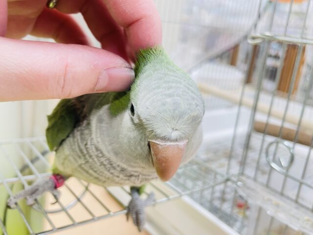 オキナインコ