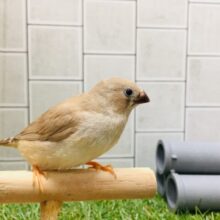 【☆最新画像更新☆】ミニミニ怪獣🐤🐤第二弾！！！　キンカチョウ