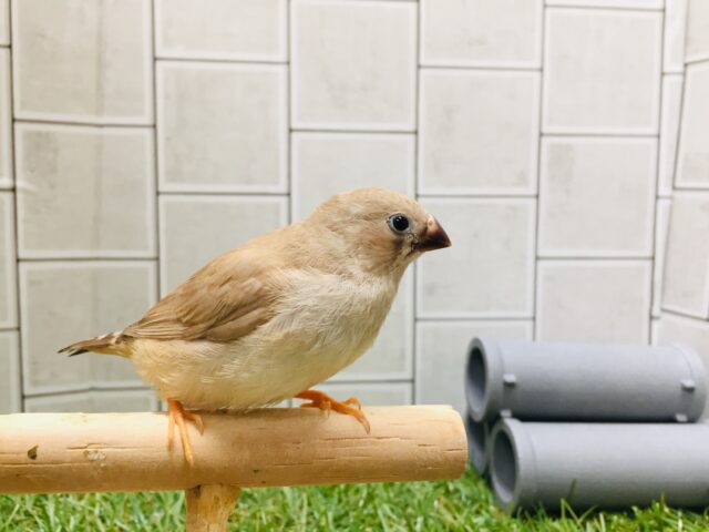 【☆最新画像更新☆】ミニミニ怪獣🐤🐤第二弾！！！　キンカチョウ