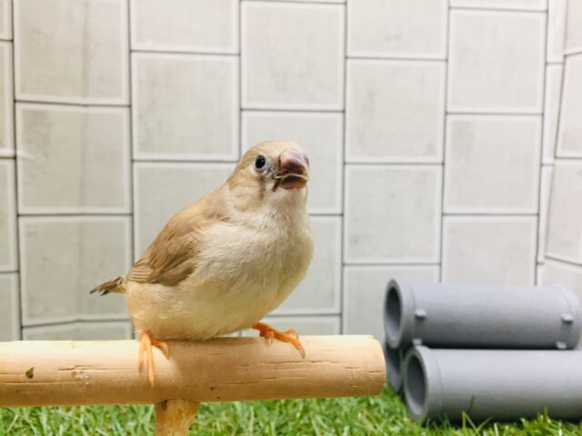 錦花鳥（キンカチョウ）