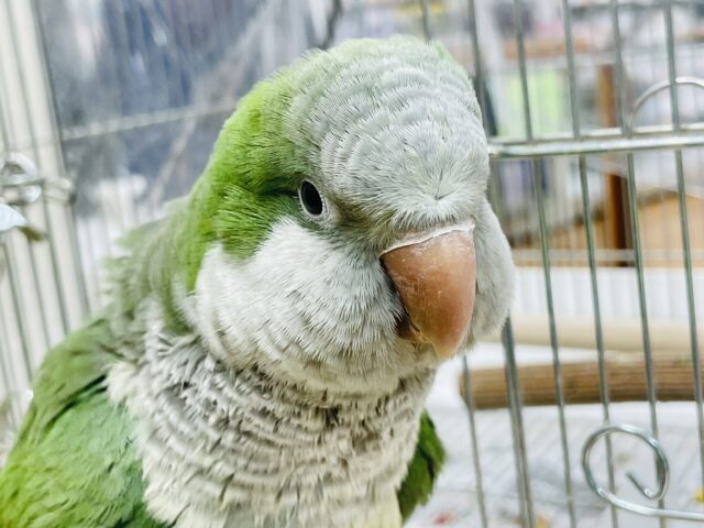 オキナインコ