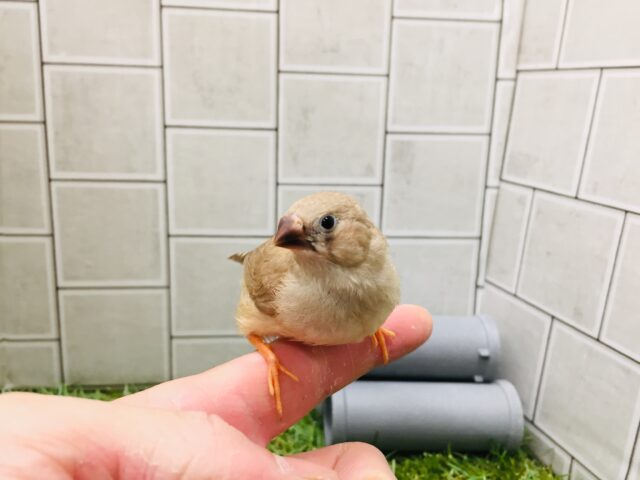錦花鳥（キンカチョウ）