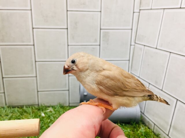 錦花鳥（キンカチョウ）