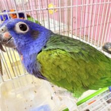 お顔のブルーが素敵なナスビさん🍆アケボノインコ‼️