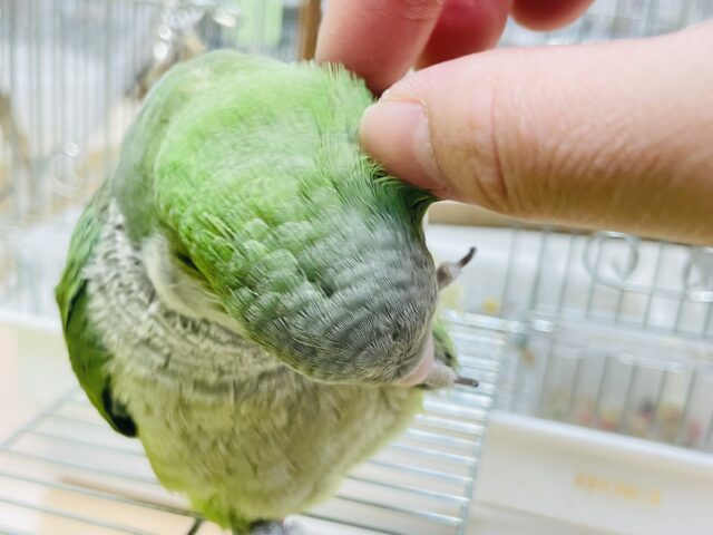 オキナインコ