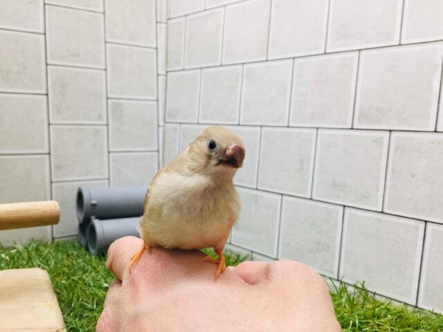 錦花鳥（キンカチョウ）