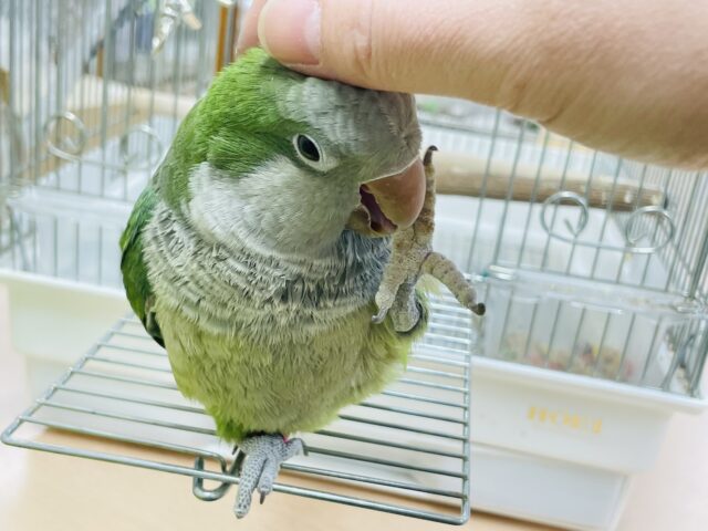 オキナインコ