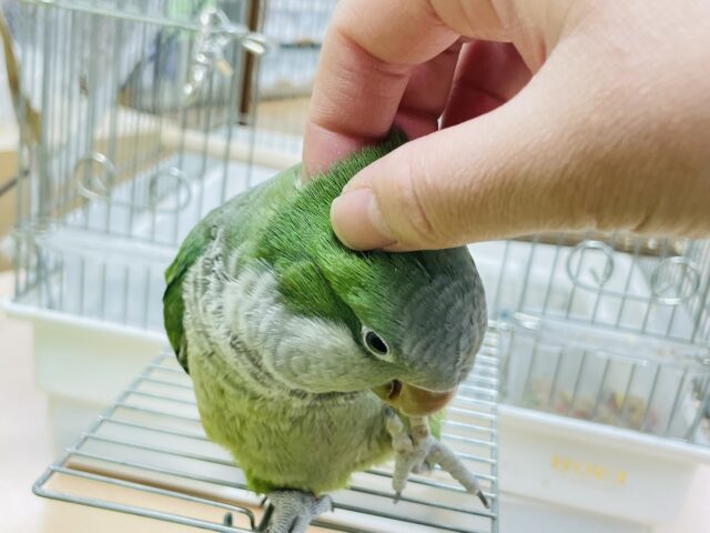 オキナインコ