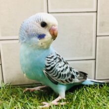 定番人気☆☆☆　セキセイインコ（オパーリン）