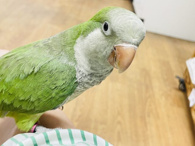 オキナインコ