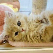 あたちのアピール凄いんだからっ♬.*ﾟミヌエットちゃん！