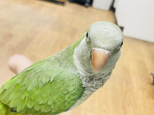 オキナインコ