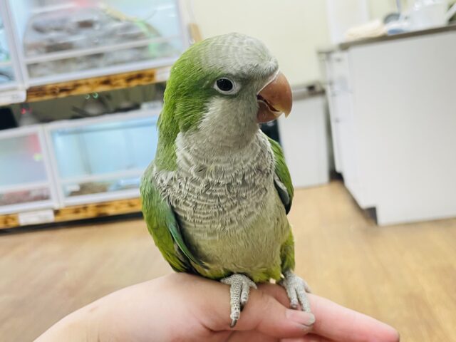 オキナインコ