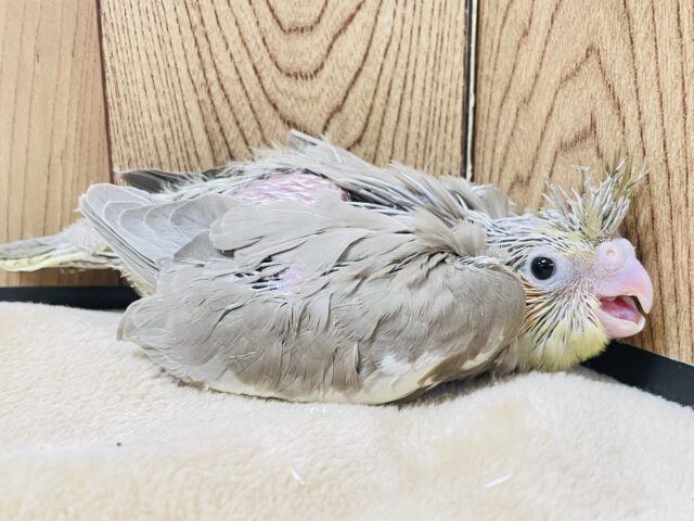 オカメインコ