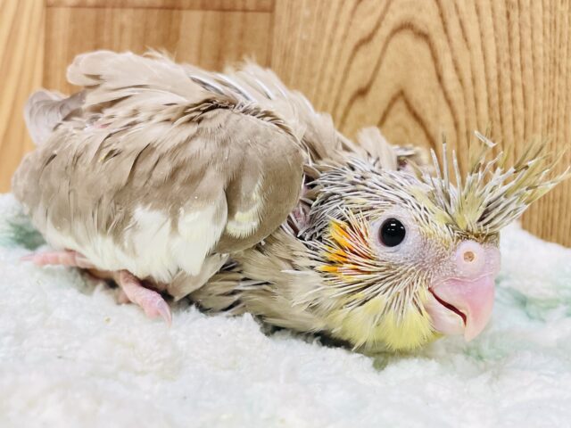 オカメインコ