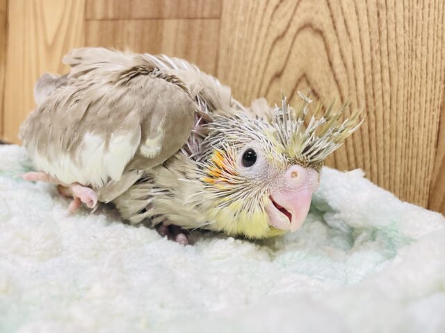 オカメインコ