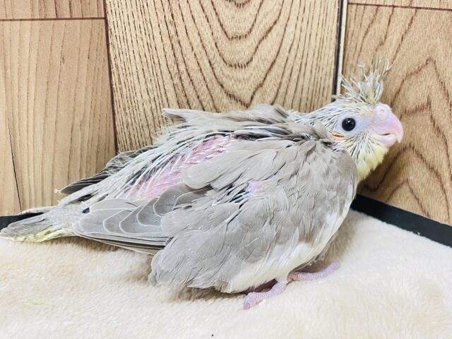 オカメインコ