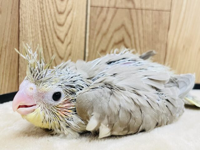 オカメインコ