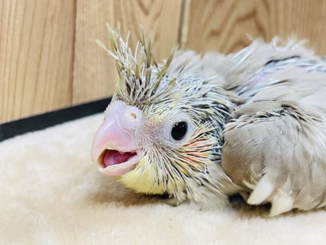 オカメインコ