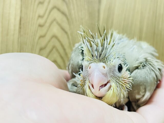 オカメインコ