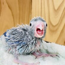 綺麗なブルー🩵マメルリハ（ブルー）男の子