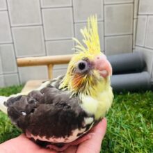 この色合いカッコいいでしょ？⚡️⚡️⚡️   オカメインコ(パイド)　①