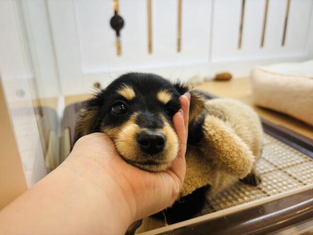 ミニチュアダックス