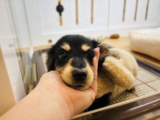 ミニチュアダックス