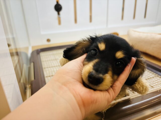 ミニチュアダックス