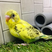 顔周りの模様が魅力的★☆★☆　セキセイインコ（ハルクイン）