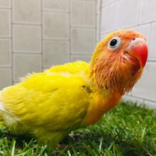 灼熱カラー🔥🔥🔥　ヤマブキボタンインコ(イエロー)