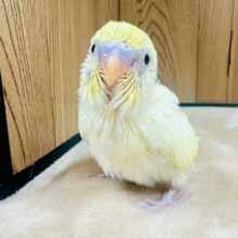 優しい瞳💛セキセイインコ(パステル系)ヒナ
