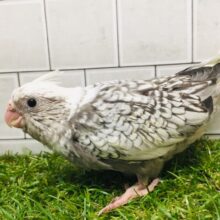 大人気カラー⁉️⁉️   オカメインコ(WFパール)